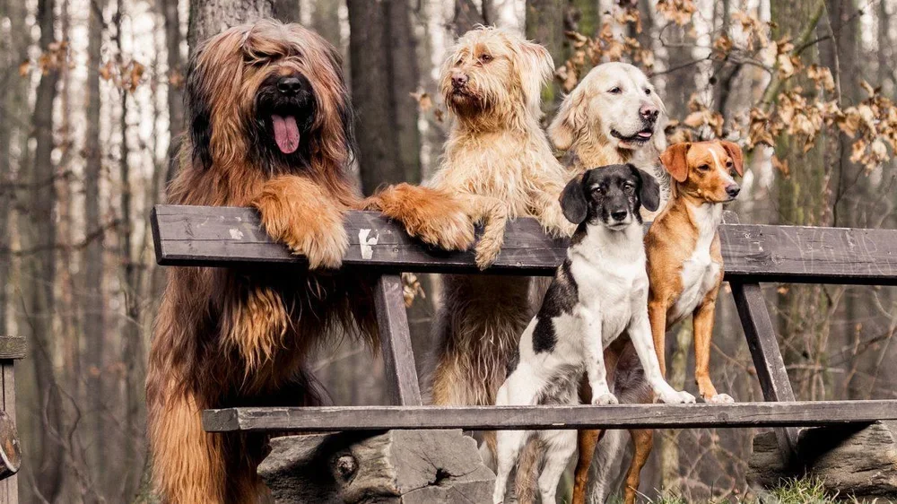Perros